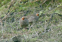 Bird Watching in Nepal