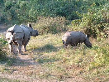 Wildlife Safari in Nepal